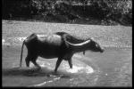 Waterbuffalo.1.jpg
